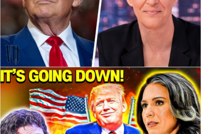 GLOVES OFF: Tulsi Gabbard drops NIGHTMARE news on Rachel Maddow, Democrats