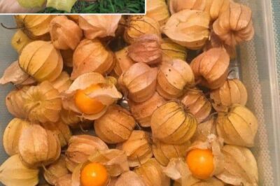The Remarkable Benefits and Uses of Physalis peruviana (Goldenberry)