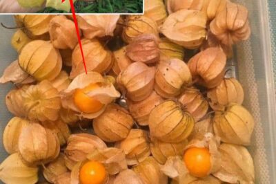The Remarkable Benefits and Uses of Physalis peruviana (Goldenberry)
