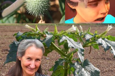 The Hidden Dangers of Oleander: A Beautiful Yet Lethal Plant
