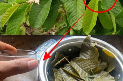 25 Incredible Benefits of Guava Leaves