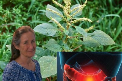 Bledo Blanco: The Hidden Superfood in Your Garden That Can Transform Your Health